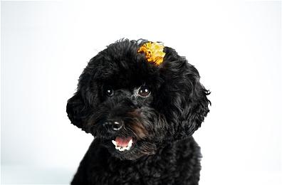 KK官方对战平台新图上线 修仙之旅燃情启航，割草激战畅享无尽狂欢！